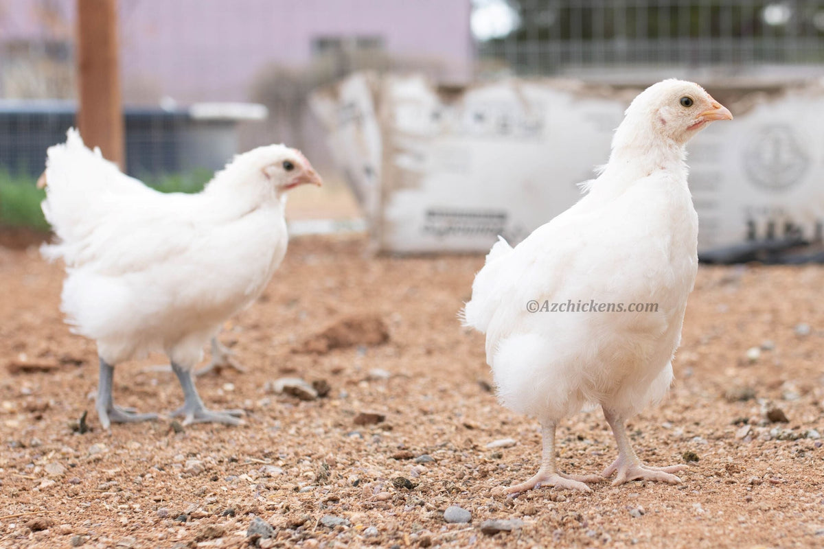 White American Bresse Chicks - Buy 10 + 5 Bonus Free (Unsexed, Shipping Included) White Bresse Chickens Az Chickens 