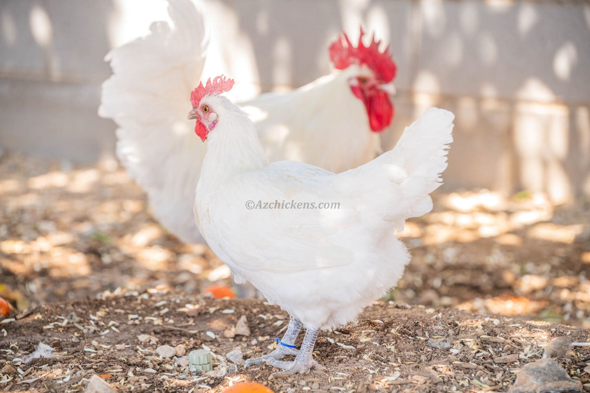 White American Bresse Chicks - Buy 10 + 5 Bonus Free (Unsexed, Shipping Included) White Bresse Chickens Az Chickens 