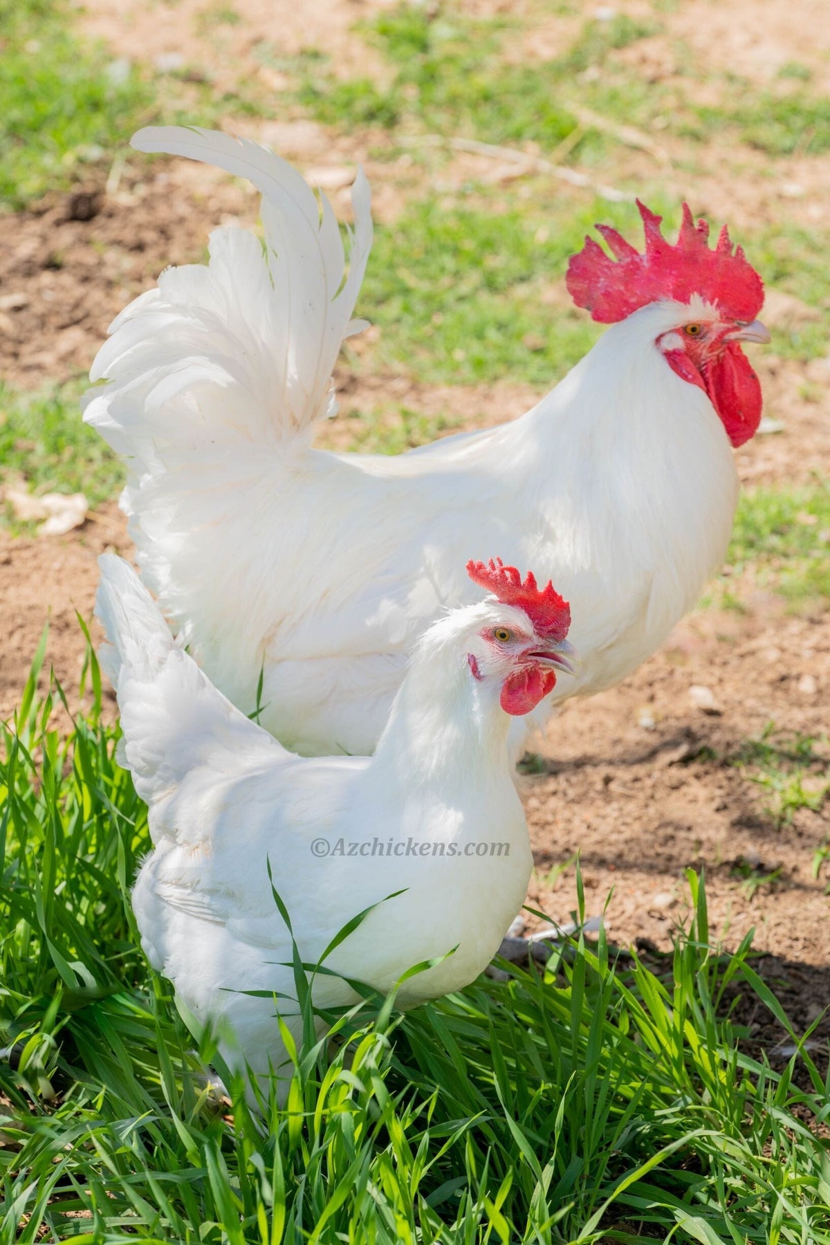 White American Bresse Chicks - Buy 10 + 5 Bonus Free (Unsexed, Shipping Included) White Bresse Chickens Az Chickens 