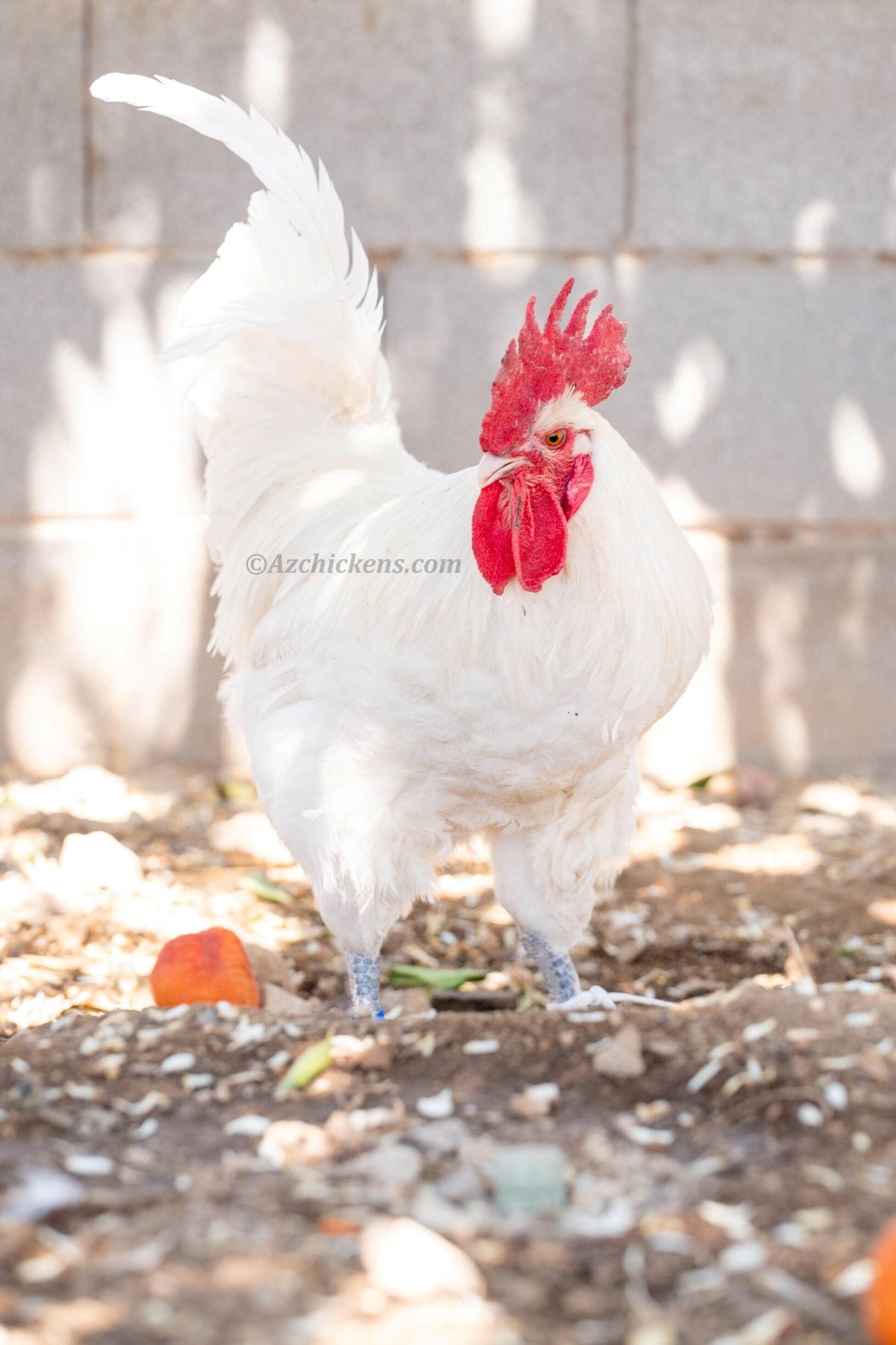 White American Bresse Chicks - Buy 10 + 5 Bonus Free (Unsexed, Shipping Included) White Bresse Chickens Az Chickens February 23rd 