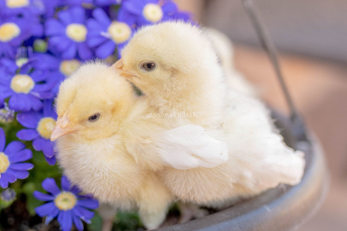 White American Bresse Chicks - Buy 10 + 5 Bonus Free (Unsexed, Shipping Included) White Bresse Chickens Az Chickens 