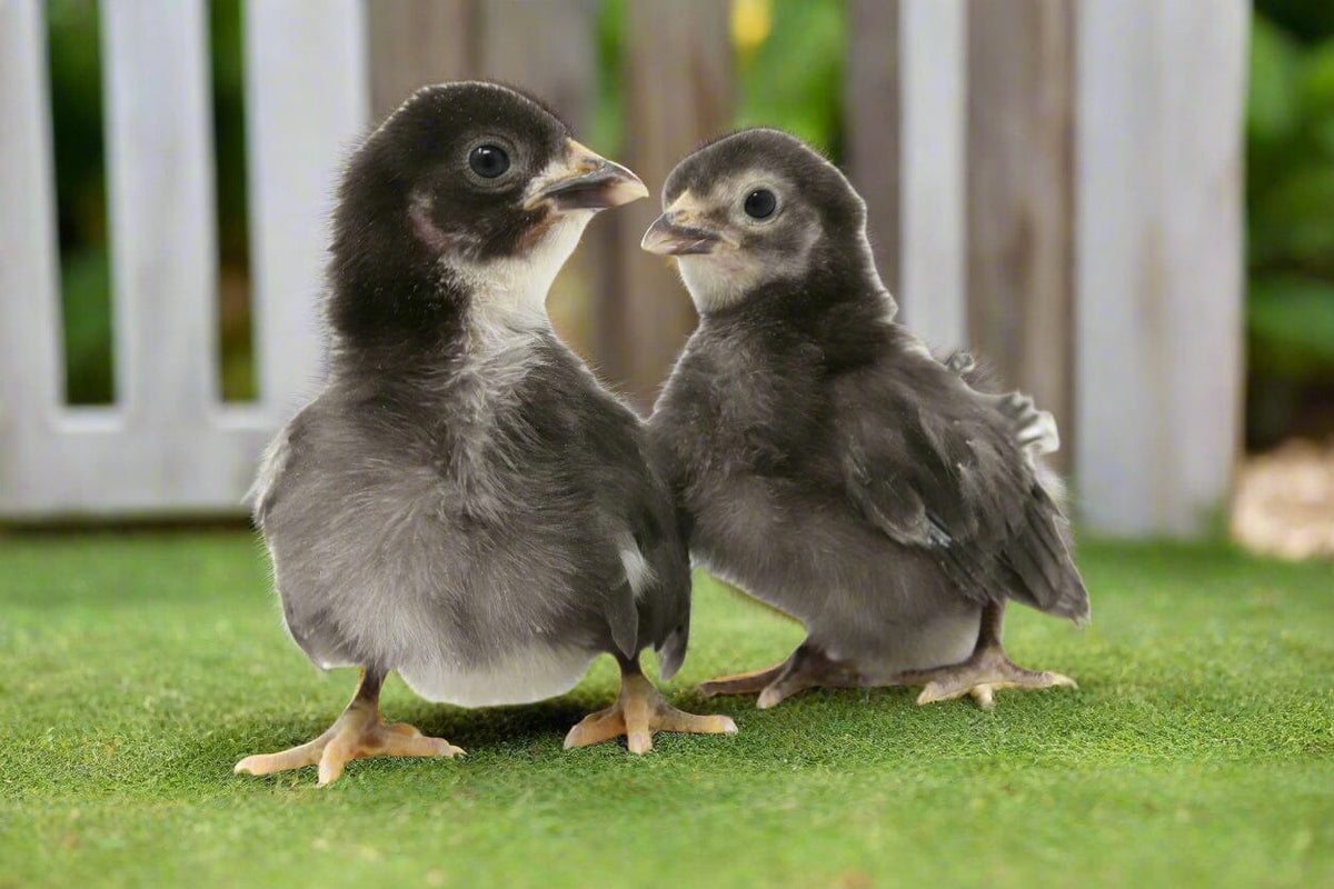 Black Sex-Link Female Chicks – Buy 10 + 5 Bonus Free (15 All-Female, Shipping Included) Az Chickens 