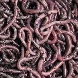 African Nightcrawlers Worms Midwest Worms 1 lb 