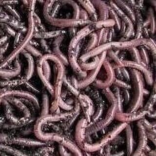 Red Wiggler Live Worms, Bait Cup/Bag 30 to 2000 CT, Composting