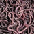 African Nightcrawlers Worms Midwest Worms 1 lb 