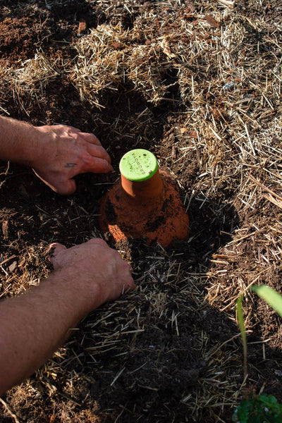Grow Oya In-Garden Watering Pot Urban Worm Company