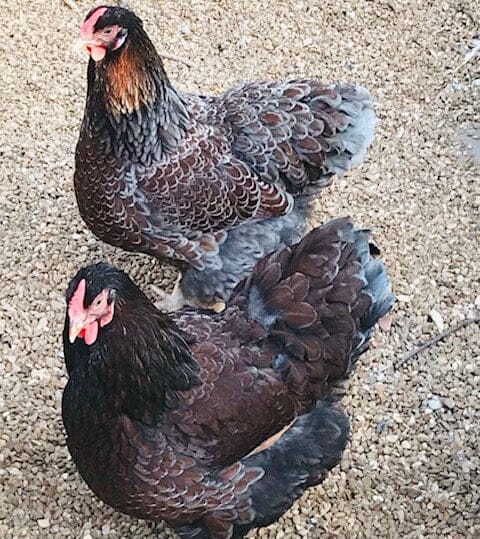 Blue Laced Red Wyandotte Chicks – Buy 6 + 4 Bonus Free (10 Females Total, Shipping Included) Speckled Sussex Chicks Az Chickens 
