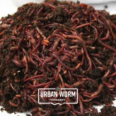 Bulk European Nightcrawlers Worms Urban Worm Company 