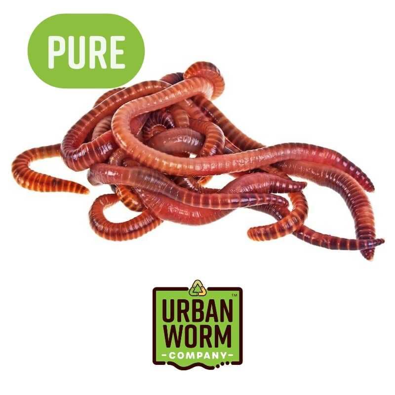 Pure Red Wiggler Composting Worms Worms Urban Worm Company 1Lb (800-1000 Worms) 