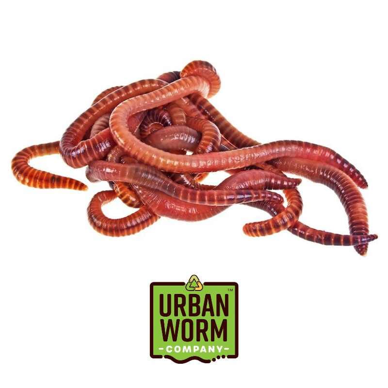 Red Wiggler Composting Worm Mix Worms Urban Worm Company 1lb (800-1000 worms) 